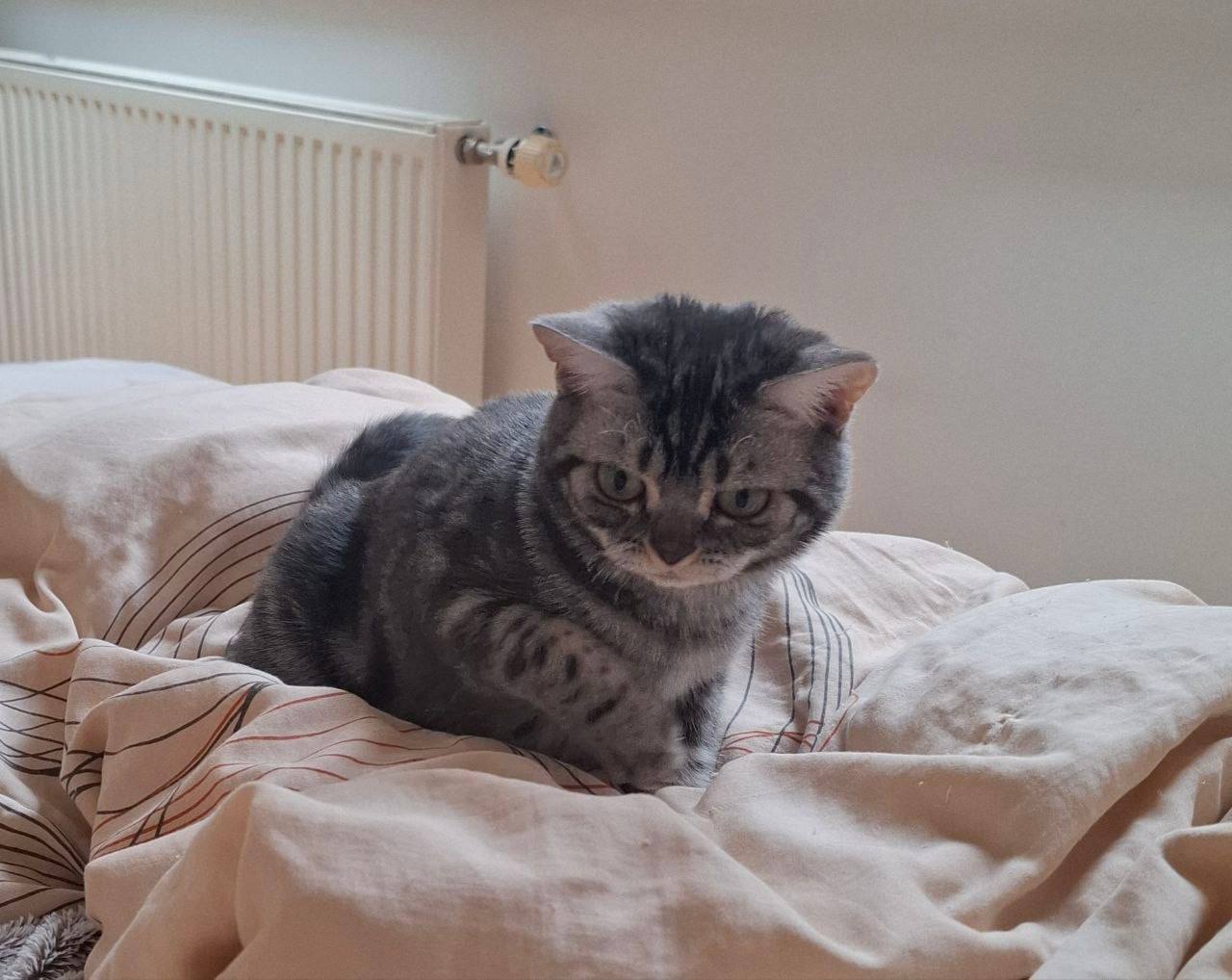 Cat